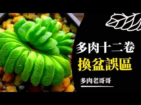 十二之卷風水|你不喜歡的十二卷屬，卻是多肉植物里的「招財樹」，。